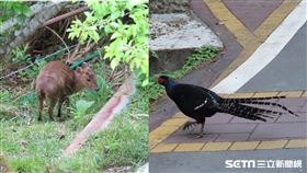 野生動物逛大街／嘉義林管處提供