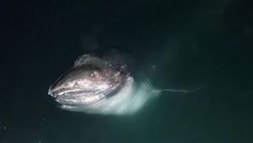 ▲千葉縣發現的巨口鯊。（圖／翻攝自NHK畫面）