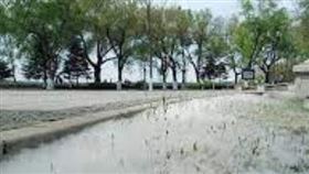 ▲哈爾濱飛絮。（圖／翻攝自百度百科）