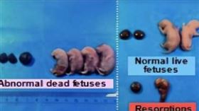 ▲讓公鼠懷孕產子實驗。（圖／翻攝自百度百科）