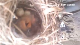 遊覽車,出車,輪胎,鳥巢