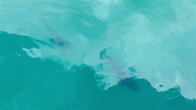 日月潭水位回升　惡霸魚虎開始橫行