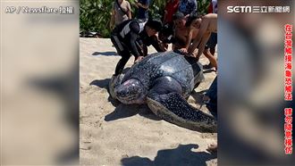 超巨海龜困沙灘！眾人潑水猛推送回海