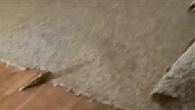 女網友搬入新家準備整修時，發現其中一間屋子的地毯貼得很緊。（圖／翻攝dontbeanashhole抖音）