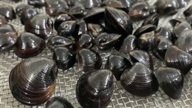 ▲來自花蓮潔淨海洋深層水基地培育的大和黑蜆。（圖／力大生技有機農場 提供）