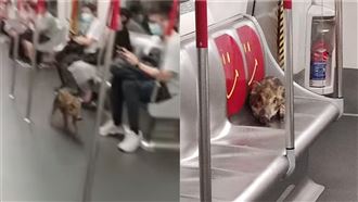 野豬自己搭地鐵　累了趴博愛座還轉車