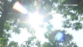 ▲夏至衍伸出許多諺語。（示意圖／三立新聞網）