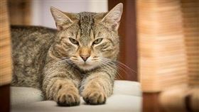 ▲酷熱的天氣，讓許多人都像貓一樣慵懶啊。（示意圖／翻攝自Pixabay）