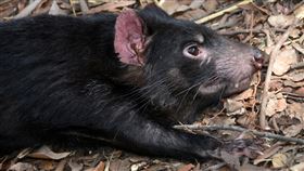 袋獾（圖／翻攝自Pixabay圖庫）