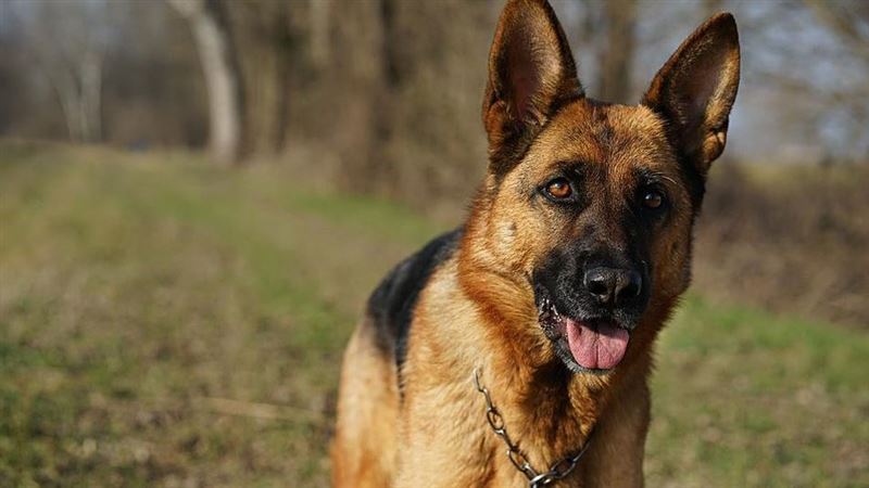 最恐怖的邊防區　軍犬一進去瞬間斃命