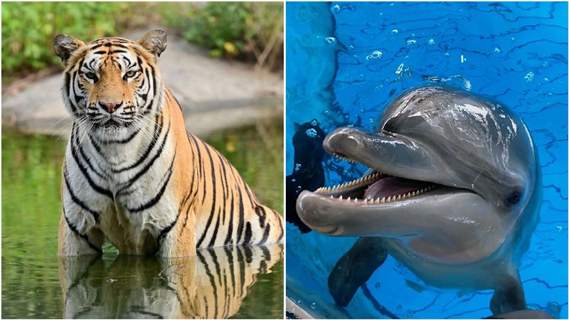 樂園動物轉當網紅！孟加拉虎、海豚、龍貓　線上吃播大賣萌 | 生活 | 三