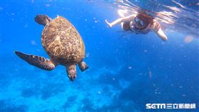 小黎與海龜初見面