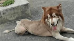 ▲被誤認是獅子的狗。（圖／翻攝自公安微信）