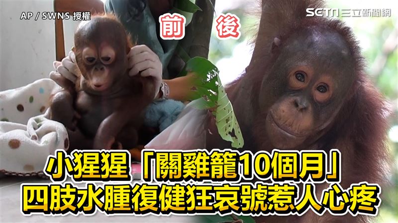 小猩猩關雞籠10月　水腫哀號惹人心
