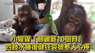 小猩猩關雞籠10月　水腫哀號惹人心