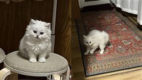 圖／翻攝自網易新聞