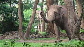 大象（示意圖／翻攝自Pixabay）
https://pixabay.com/photos/wild-elephant-angry-elephant-4273708/