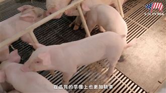 美國豬農談經營之道　3點養出健康豬