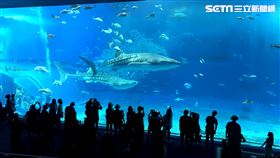 沖繩,鯨鯊,過世,美麗海水族館,水族館。（圖／民眾提供）