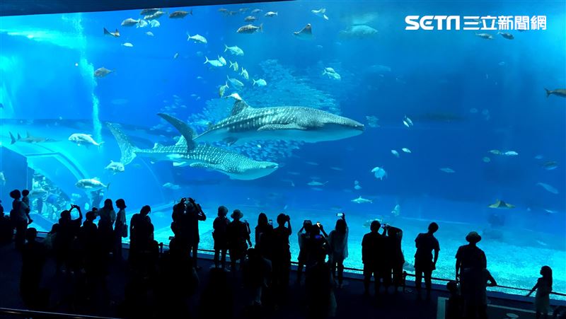 下次看不到了！沖繩水族館母鯨鯊過世