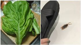  1青菜台灣超罕見！大姐喊「有蟑螂味」內行秒認出：是極品（圖／翻攝自爆廢公社）
