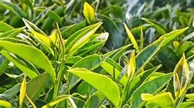 中福壽山農場，長春茶，熱銷，茶界夢幻逸品，1斤7000元，1000斤5分鐘秒殺，圖/翻攝自福壽山農場臉書