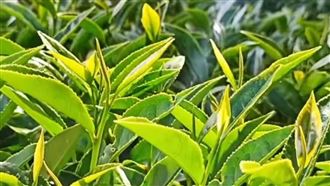 夢幻春茶1斤7千秒殺　5分賣7百萬