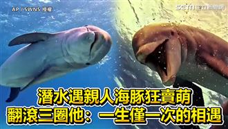 潛水遇親人海豚　翻滾三圈狂賣萌