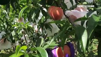 盼不到遊客　農場防疫改賺摘經濟求生