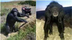 黑猩猩,獸性大發,飼養,攻擊,女兒,飼主