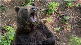 早安,禮貌,人影,陌生人,小學生,野熊,阻嚇,pixabay