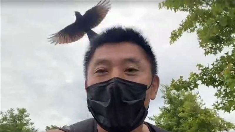 沒戴罩遭烏秋攻擊？他戴好戴滿也遇襲