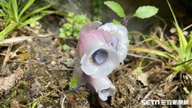 阿里山現況／林務局嘉義林區管理處提供