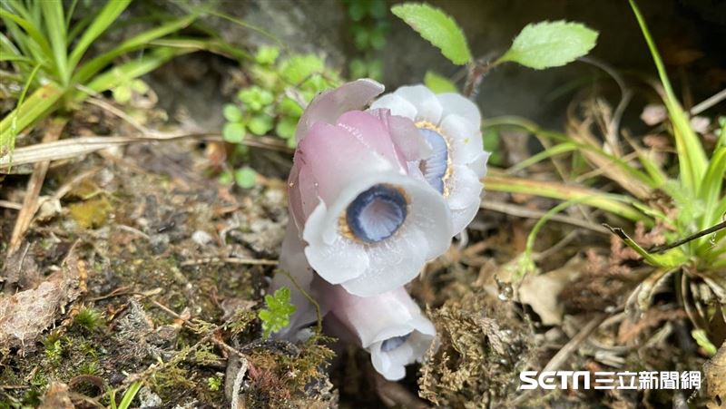 多圖／阿里山現況曝　水晶蘭絕美現蹤