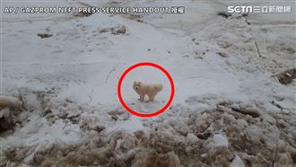 薩摩耶誤闖北極　飢寒交迫7日獲救