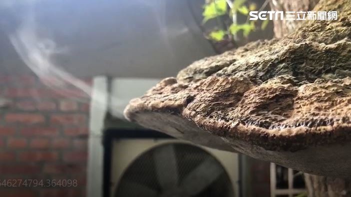 奇景！靈芝「熱到冒白煙」？答案曝光