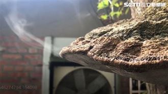 奇景！靈芝「熱到冒白煙」？答案曝光