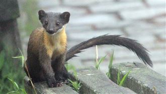 封山1個月！玉山珍稀動物萌樣1次看