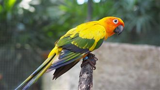 闖私人莊園虐殺4鸚鵡…飼主水溝見屍氣炸