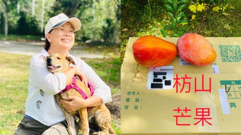 枋山芒果被退貨　龍應台心疼喊對不起