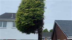 鄰居雙方對於「大樹該不該砍掉」意見不同，最終葛拉漢將大樹靠近自家的部分去除。（圖／翻攝自linesheffield臉書）