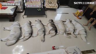 七隻二哈是傻還是乖　給爸擺弄排排睡