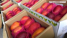 枋山芒果。（圖／盧旺昇單次授權使用）