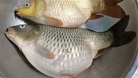 鄰居,鯉魚,鯽魚,魚卵(翻攝自 廚藝公社)