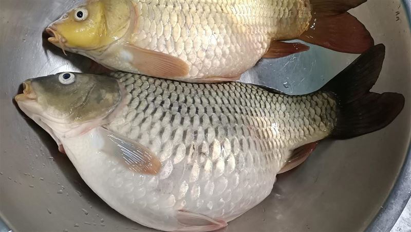 鄰居送2條魚　內行急勸：快還回去