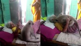 野生葉猴突然闖入房間，給了臥病在床的狄維兩個大大的擁抱。（圖／翻攝自nomeos推特）