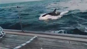 ▲虎頭鯨攻擊遊艇。（圖／截取自YouTube）