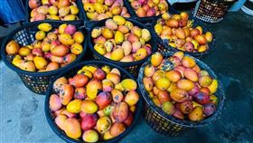 芒果,物流,肥料,果農(翻攝自 爆怨2公社)