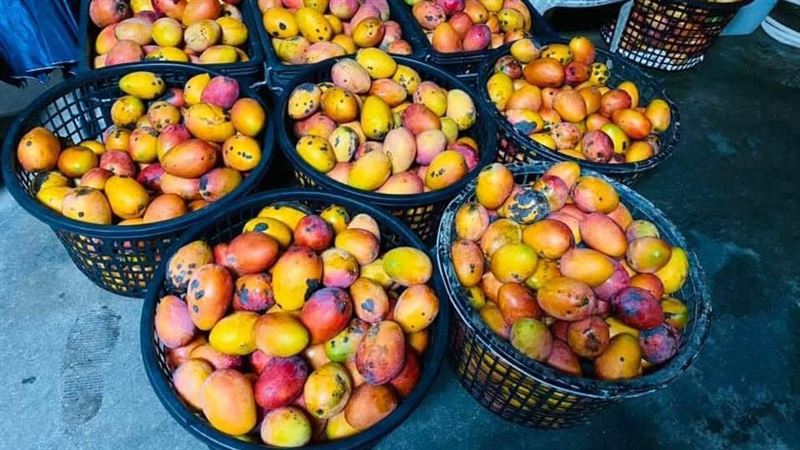 物流塞爆！果農淚：11籃芒果變肥料