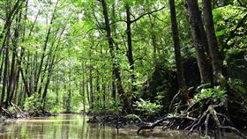 紅樹林、沼澤（示意圖／翻攝自Pixabay）
https://pixabay.com/photos/palawan-water-river-mangrove-jungle-172428/